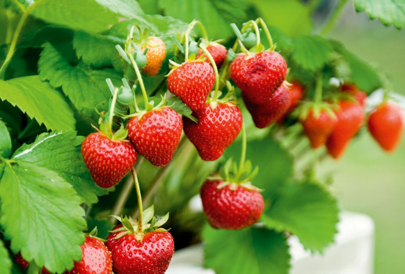 Growing Strawberries Australian Handyman Magazine,Table Etiquette Rules
