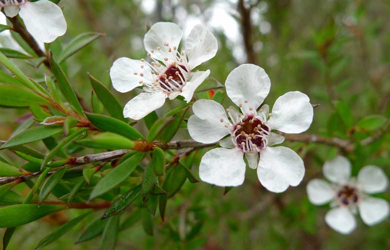 5. Australian native plants 