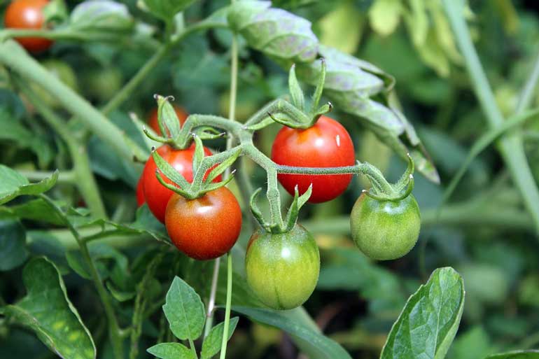 3. Position plants wisely