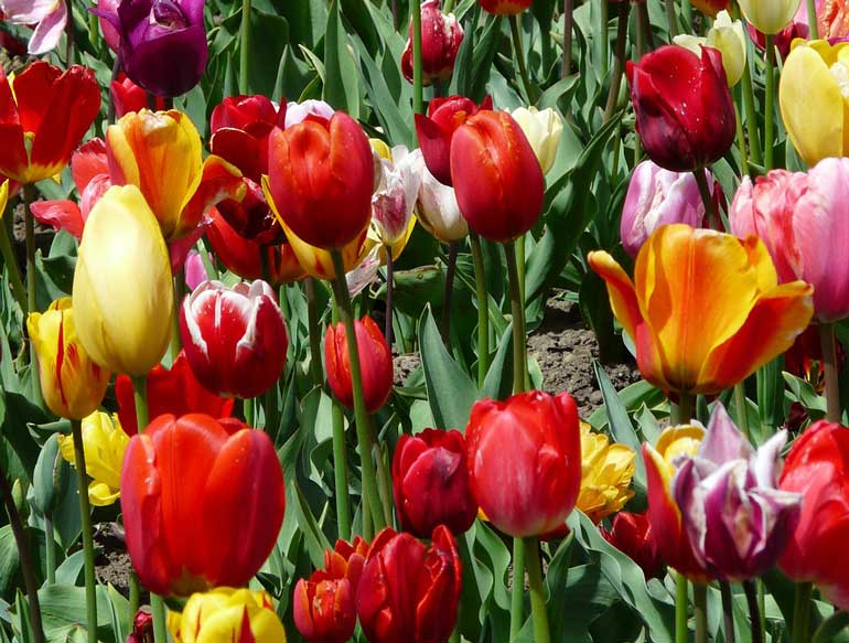 The Best Way To Plant Spring Bulbs Australian Handyman Magazine