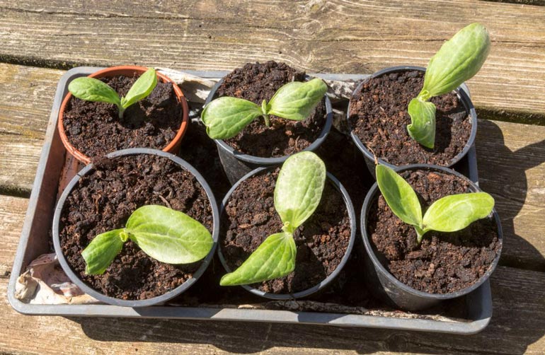Raising vegies in pots