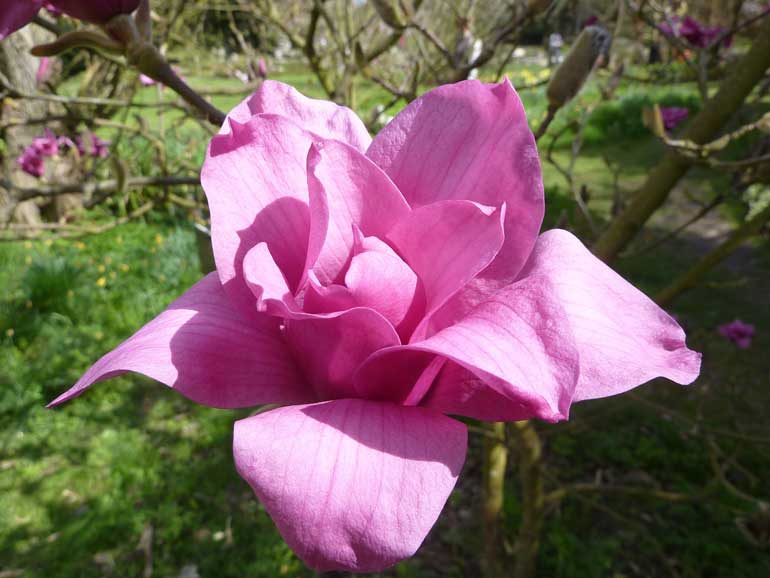 Growing Magnolias Made Easy Australian Handyman Magazine