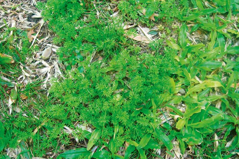 What Weeds To Pull And What To Leave In The Garden