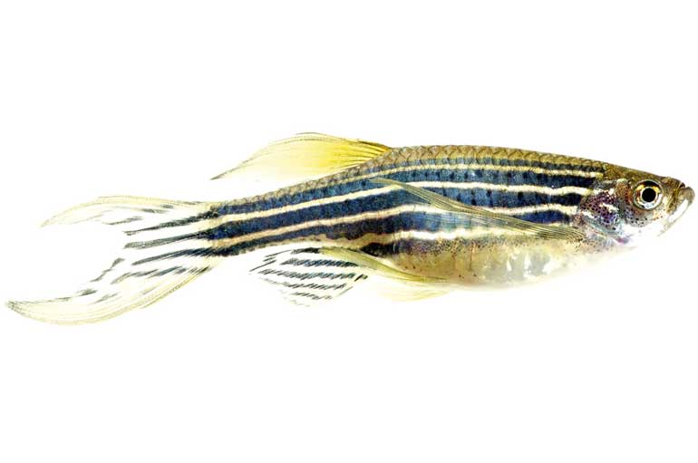 Zebra Danios