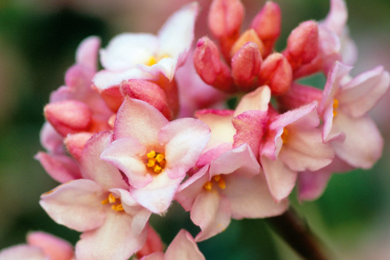 How To Grow Daphne Australian Handyman Magazine