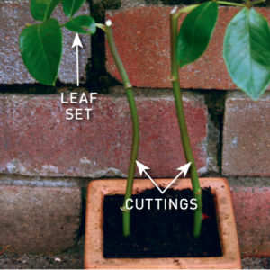 Step 3. Plant cuttings 