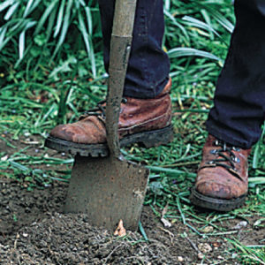 Step 1. Remove old soil