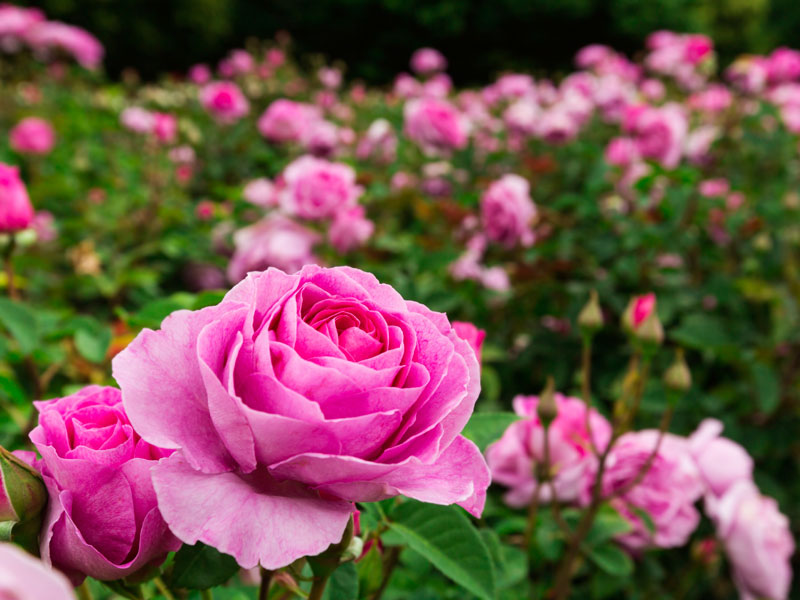 How To Prepare A Rose Bed