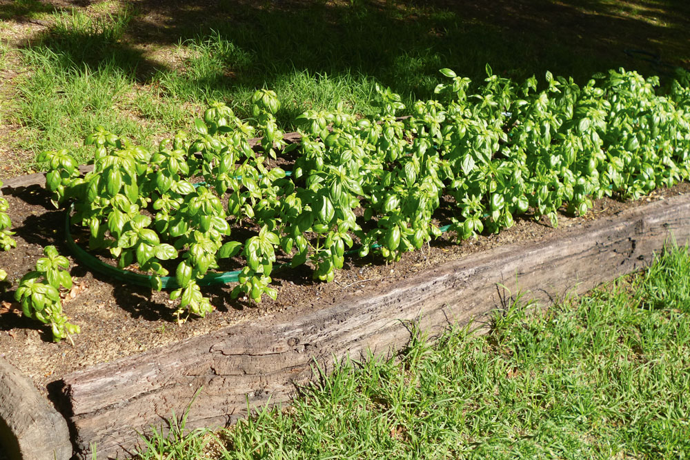 Build A Raised Garden Bed Australian, What Timber To Use For Raised Garden Beds Australia
