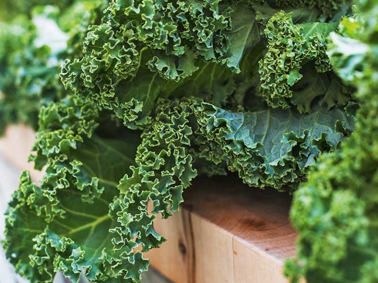 How To Grow Kale Australian Handyman Magazine