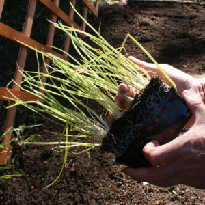 Step 1. Sow the seeds