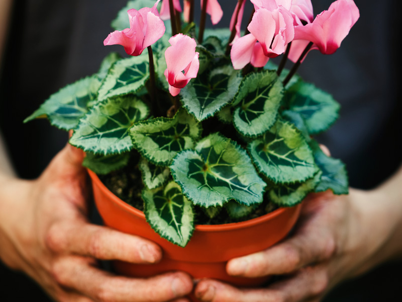 Preparing The Garden For Winter Australian Handyman Magazine