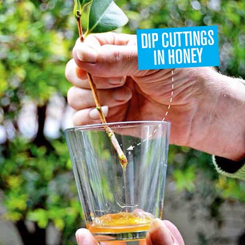 Handy tip dip plant cuttings in honey