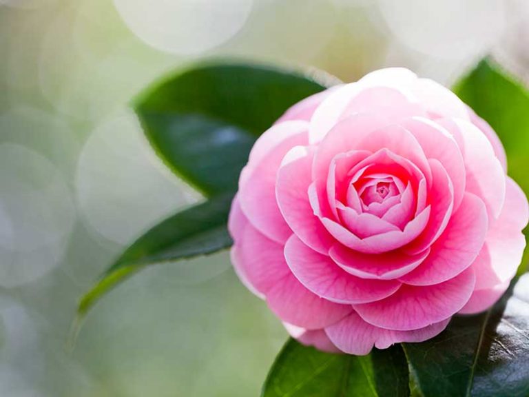 How To Take Camellia Cuttings Australian Handyman Magazine