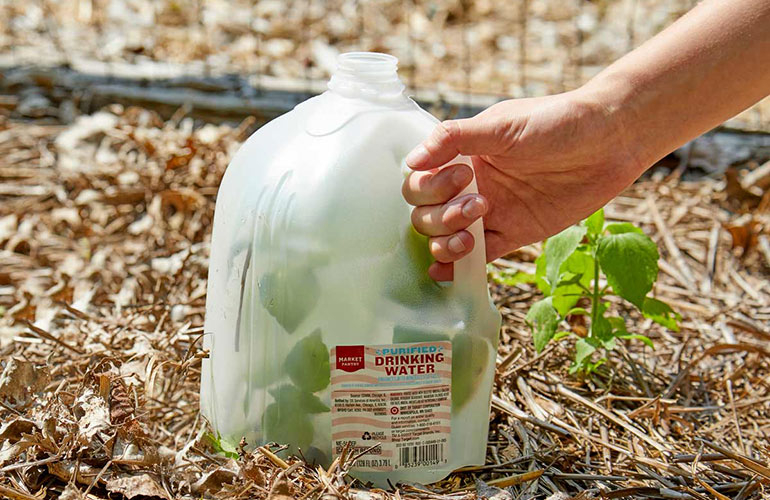 Protect your plants with milk containers
