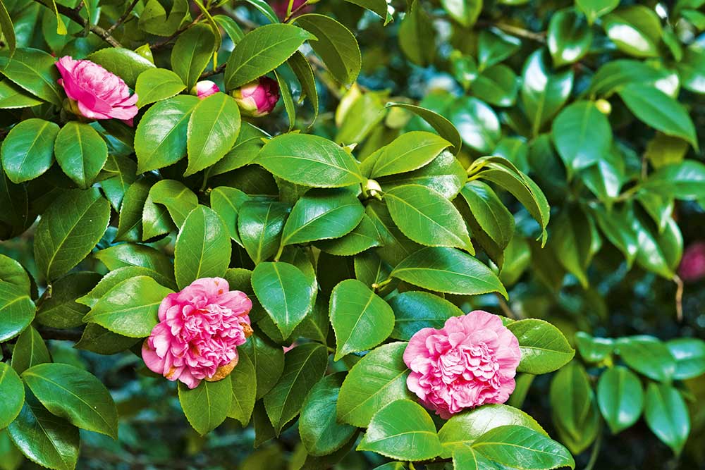 How To Grow Camellias