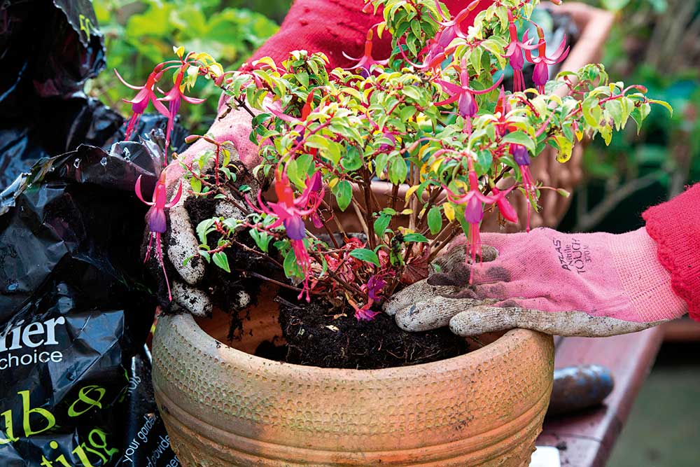 How To Raise Plants From Cuttings