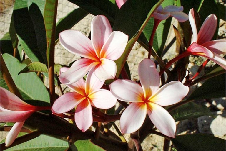 A Quick Guide to Growing Frangipanis