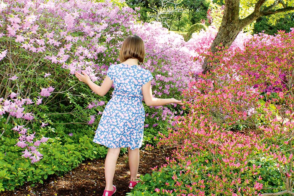 How To Grow Rhododendrons