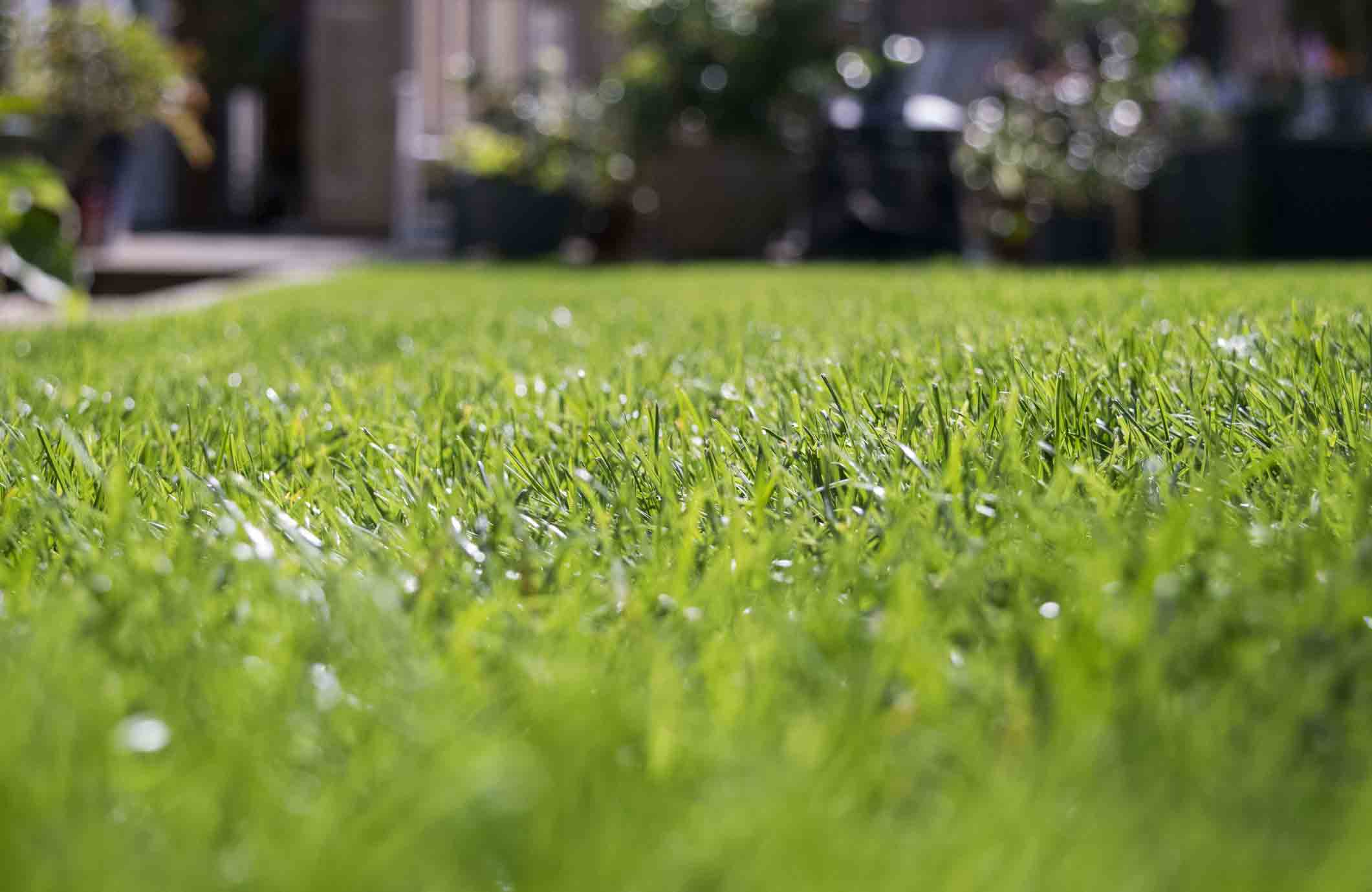 13 things you should never do to your lawn