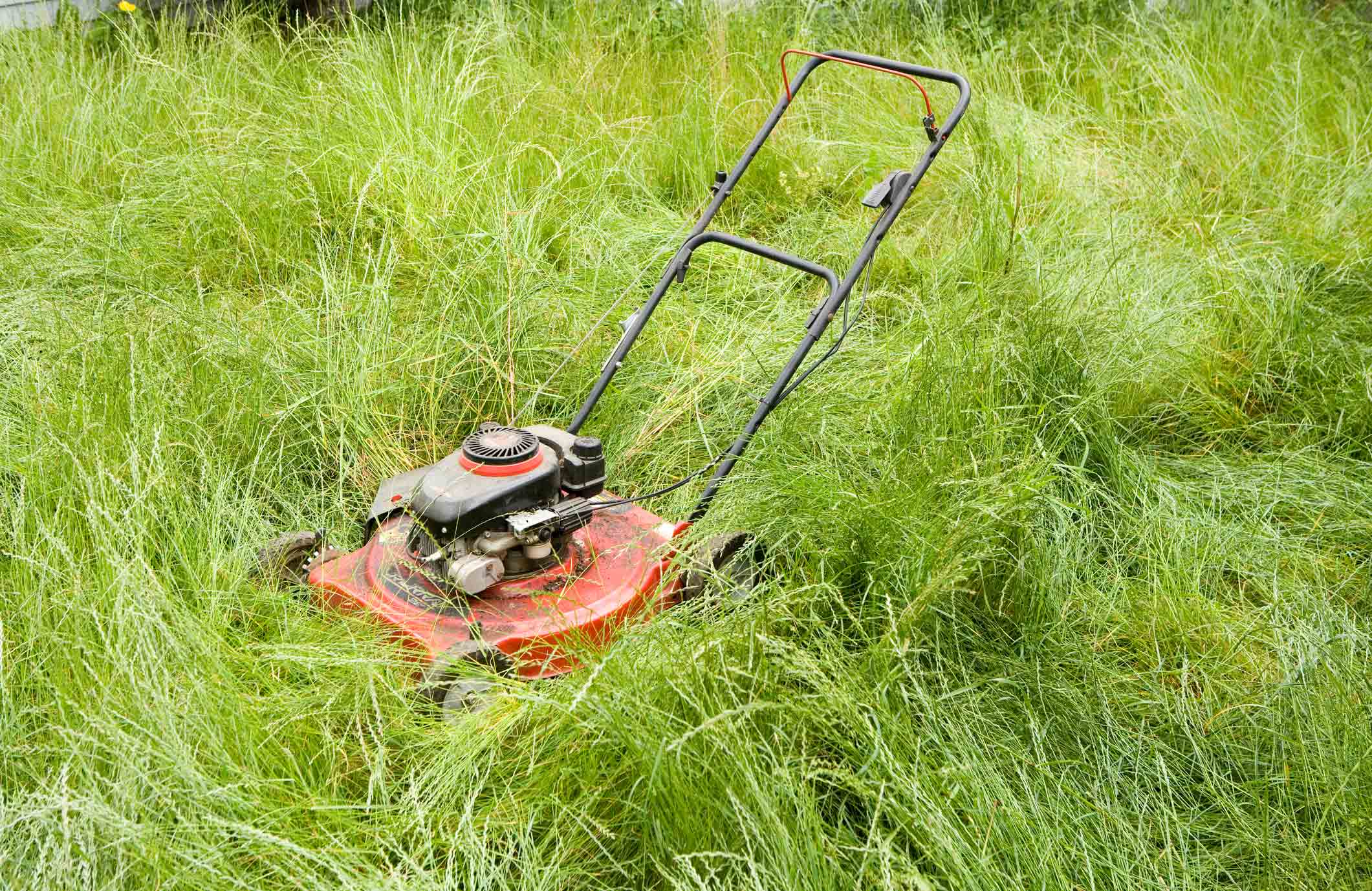 Don’t wait too long between mowing