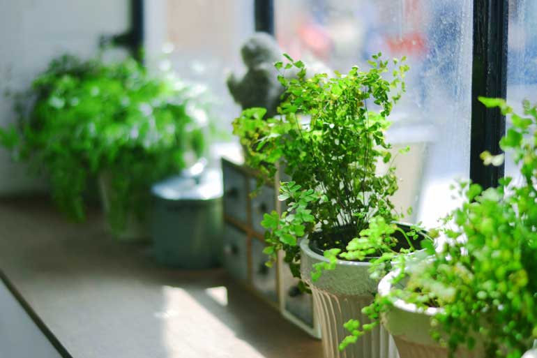 Fill a windowsill with herbs
