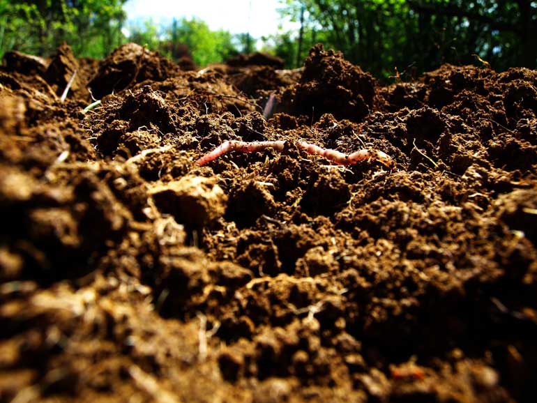 You can send a sample of your soil to a local agricultural agency to have it tested.