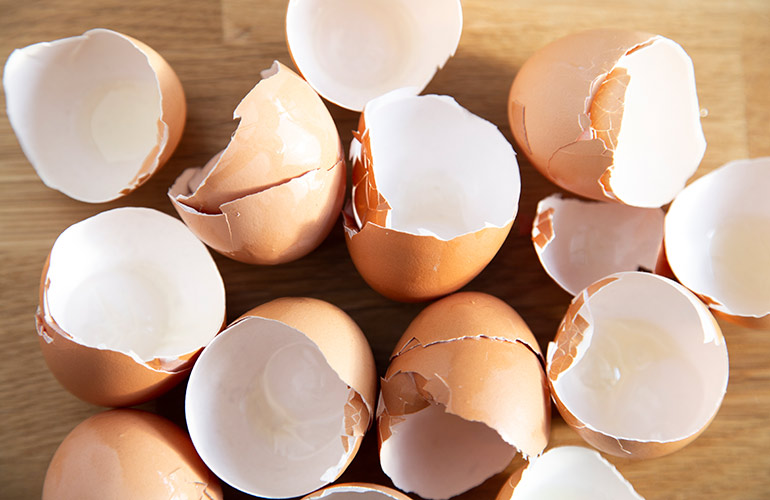 Use egg cartons or eggshells in the garden to start seeds