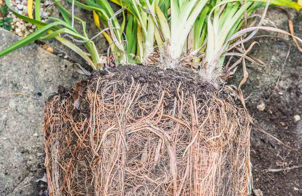 Assist your root-bound plants