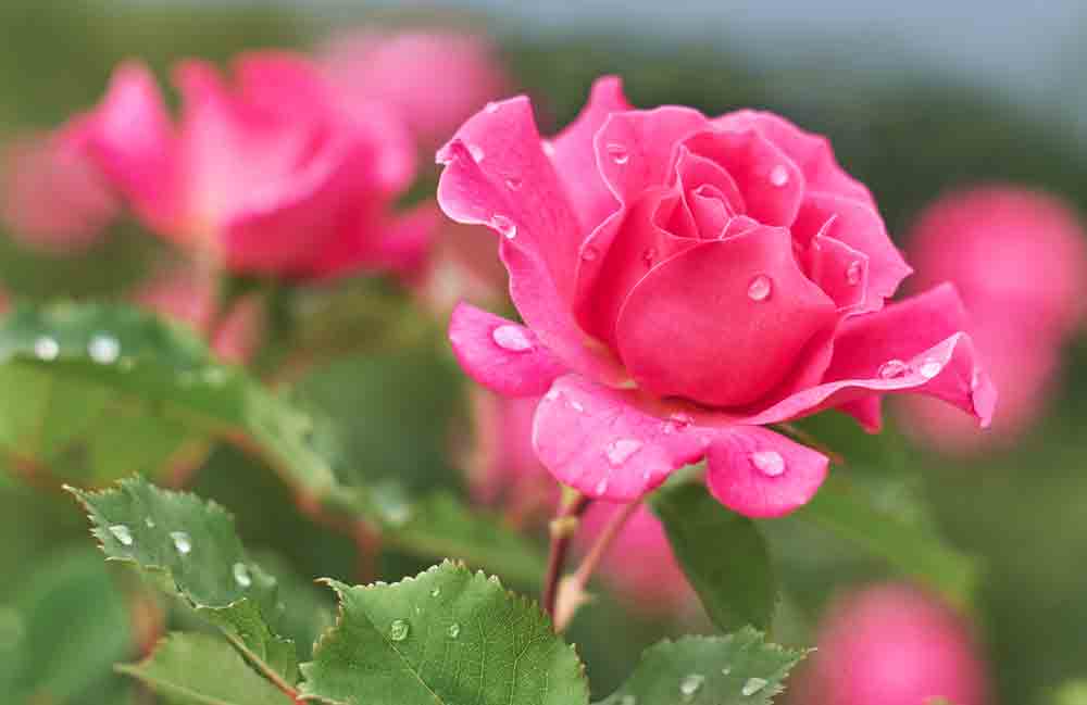 Blemish-free roses