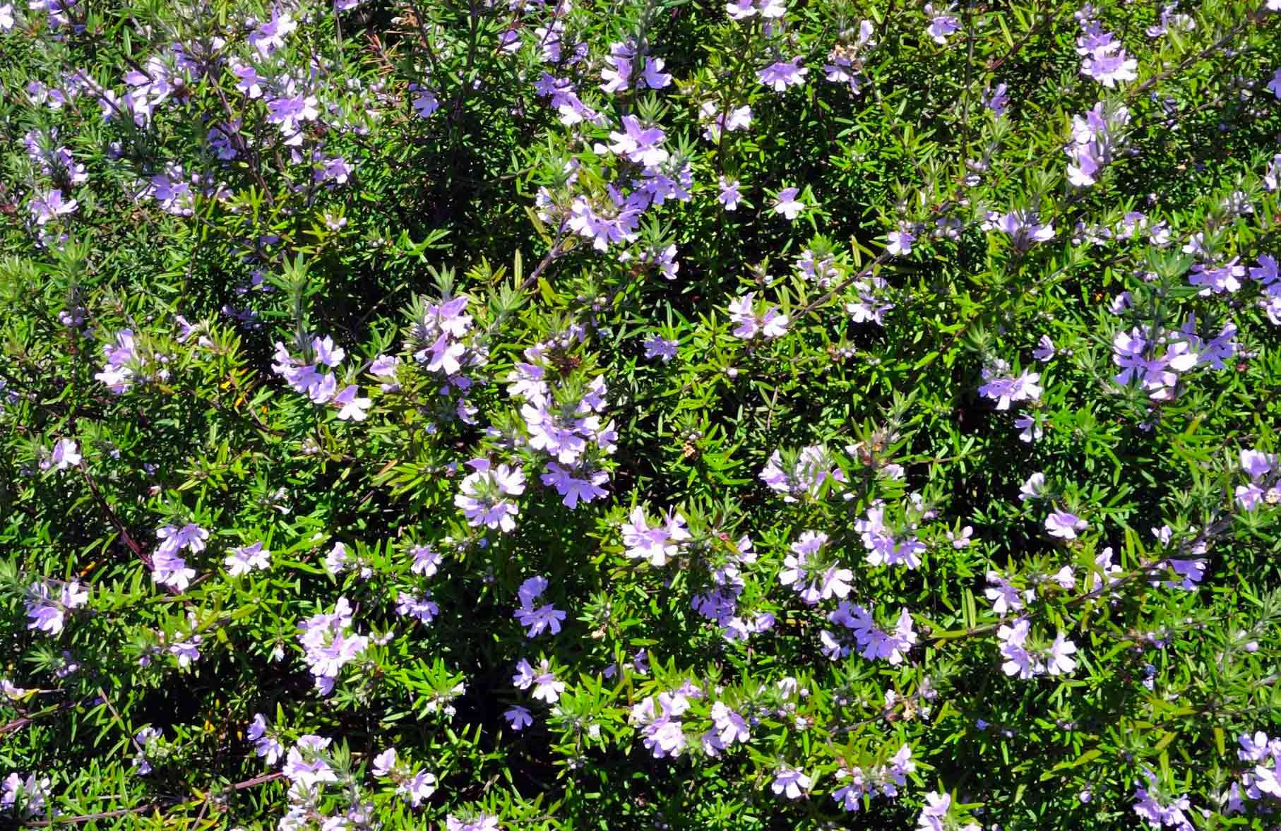 Planting in tricky areas Australian Handyman Magazine