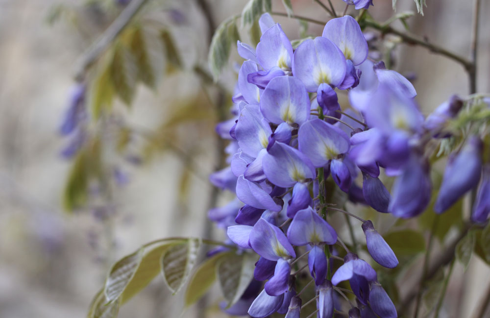 Wisteria