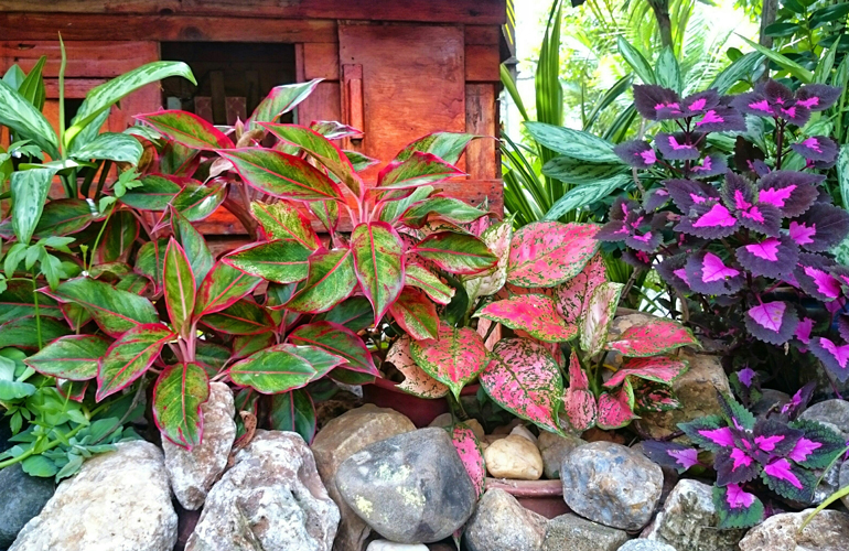 Coleus