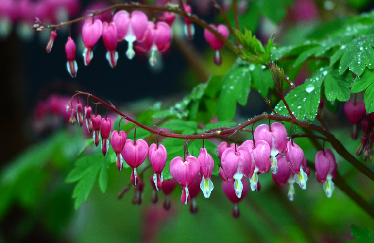 Bleeding Heart