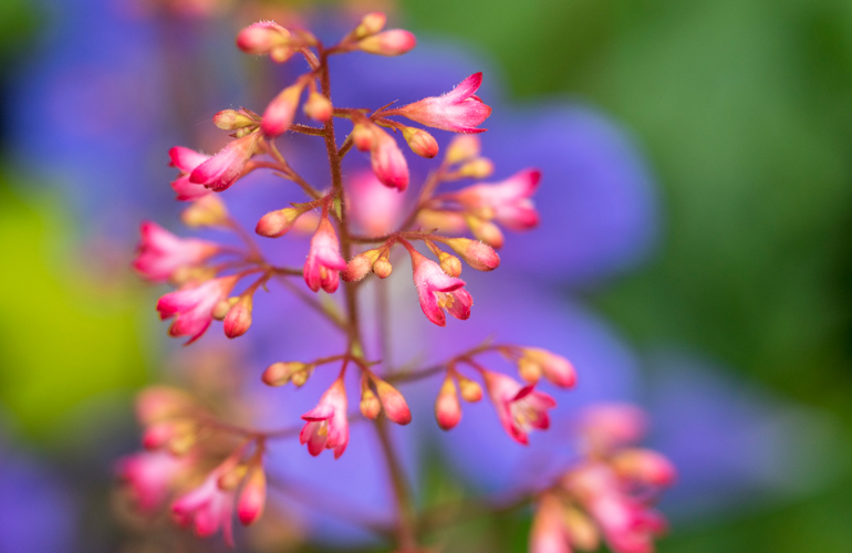 Coral Bells