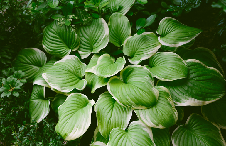 Hostas