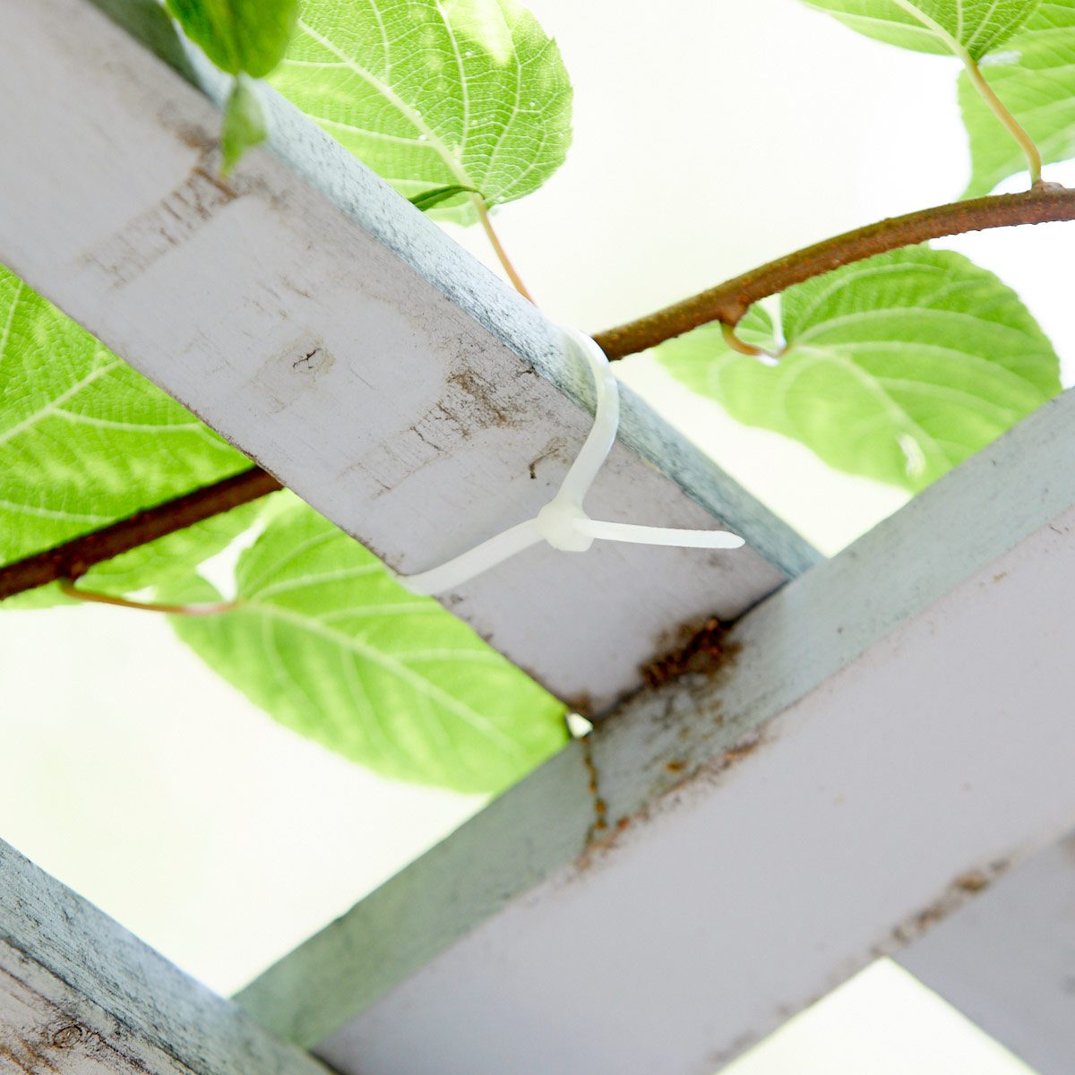 Control your climbing plants with zip ties