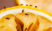Natural ways to get rid of pesky fruit flies