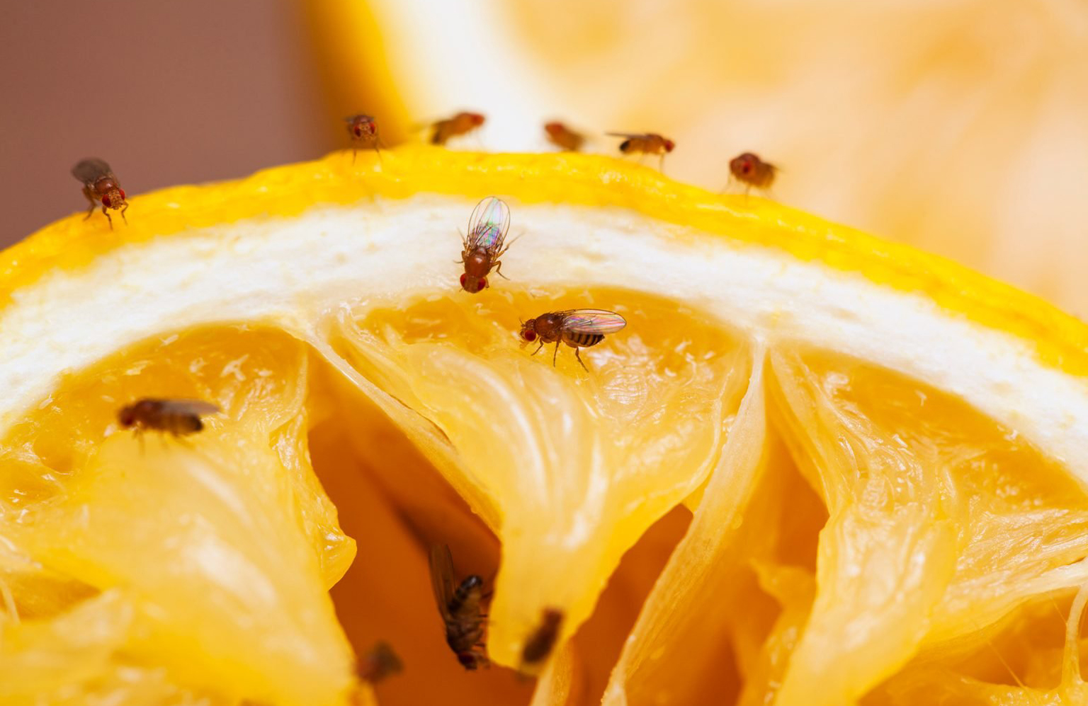 Natural ways to get rid of pesky fruit flies