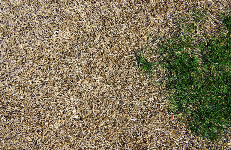 Brown grass is dead grass