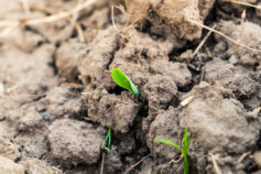 What to do if you have clay garden soil