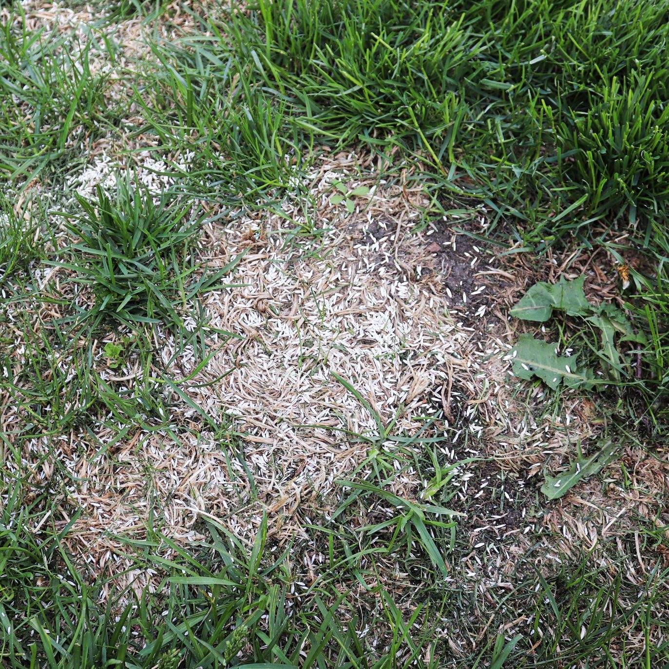 Reseed bare patches