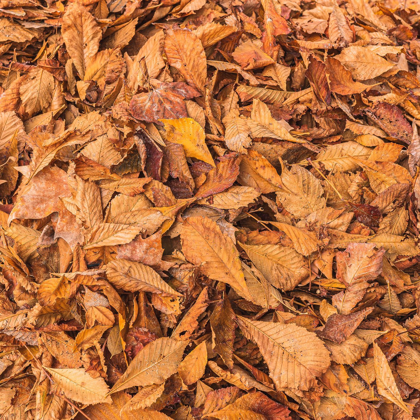 Mulch leaves for autumn grass fertiliser