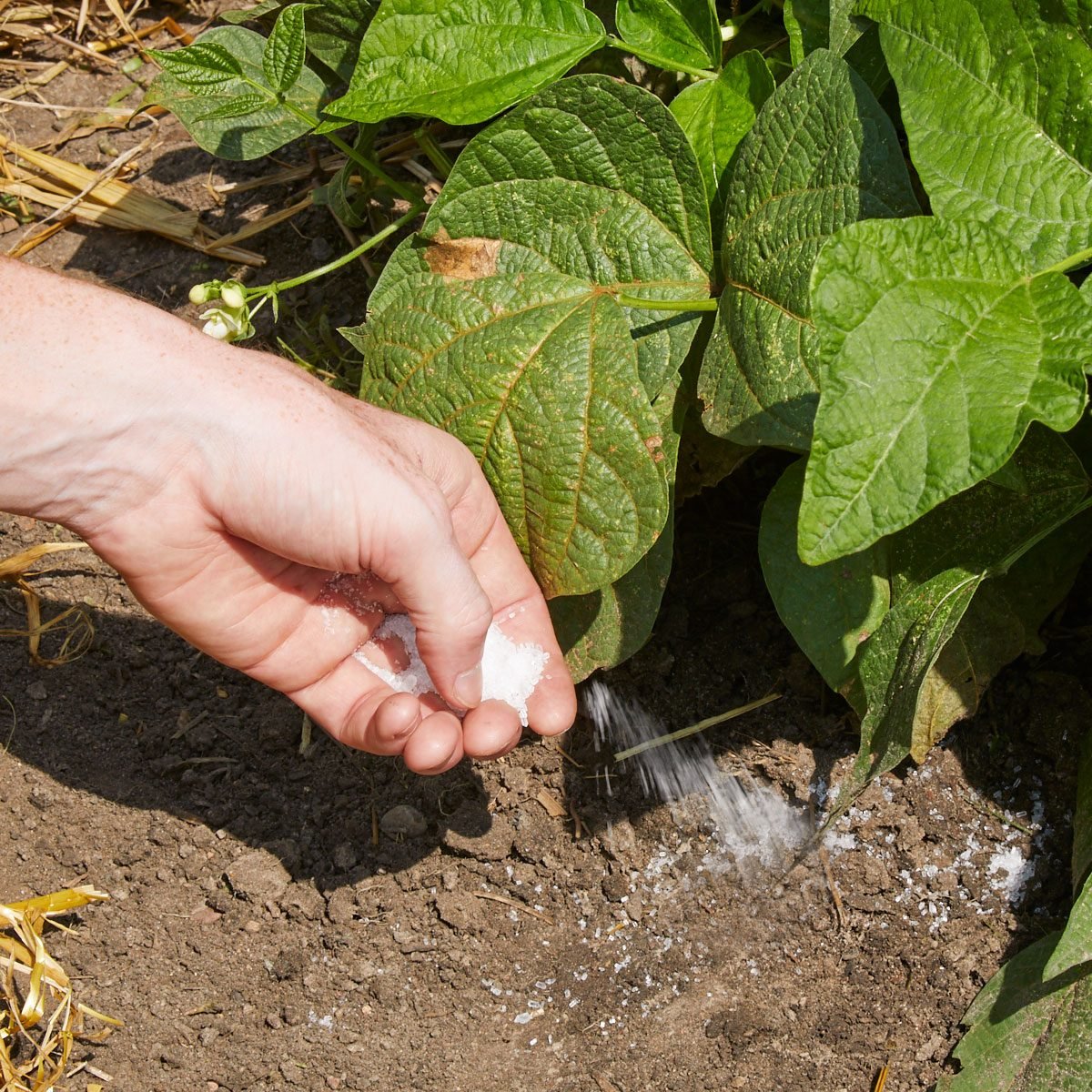 Epsom salt fertiliser trick