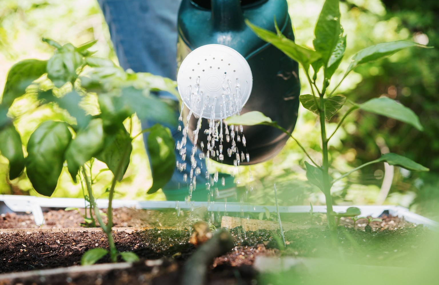 Watering too much, too little or at the wrong time