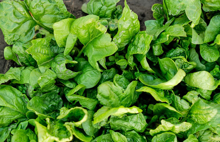 Spinach