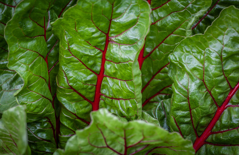 Silverbeet