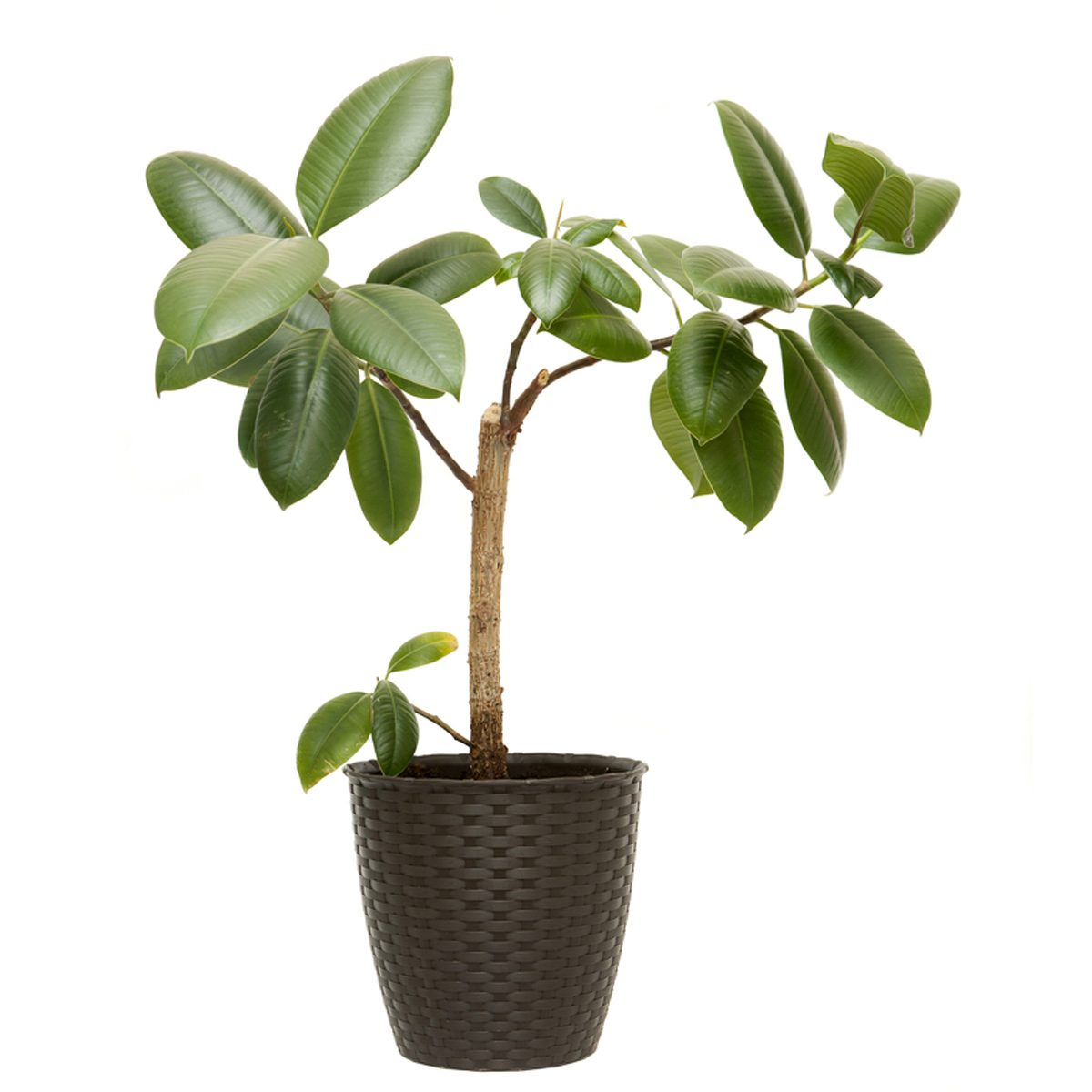 Repair a bent plant stem