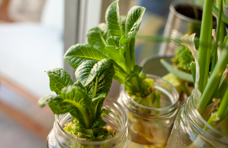Tips for maintaining your hydroponic garden