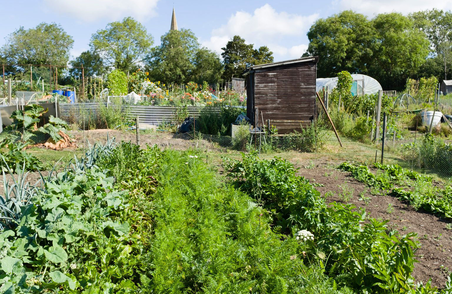 Rent a garden plot in a community garden